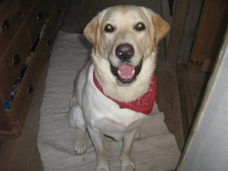 Labrador retriever Sofus Emil Bethoven  - Så fin jeg er. <3  billede 3