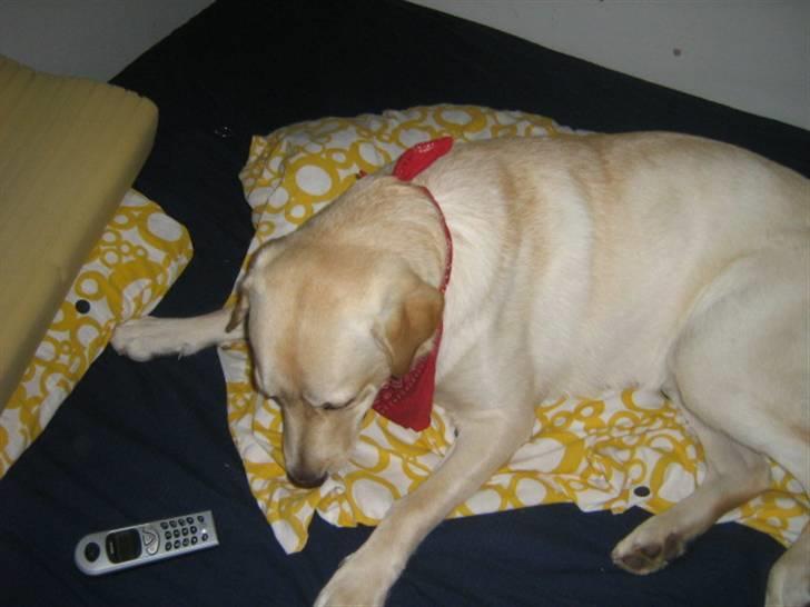 Labrador retriever Sofus Emil Bethoven  - Er der telefon mor?  billede 4