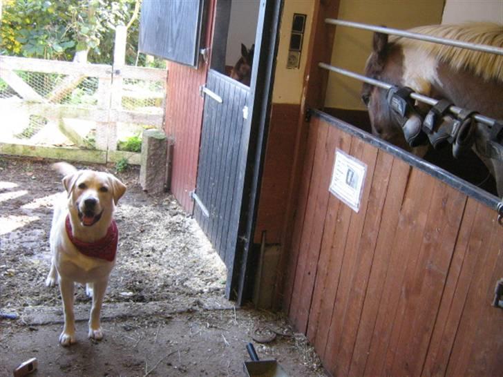 Labrador retriever Sofus Emil Bethoven  - Hjælper mig i stalden :)  billede 5