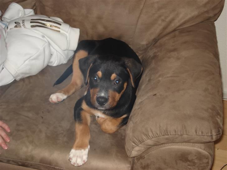 Blanding af racer dijanko - mors sofa er best og putte i billede 2