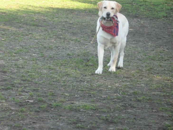 Labrador retriever Sofus Emil Bethoven  - hvad er det mor? :)  billede 6