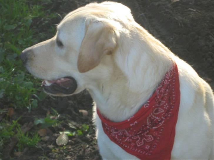 Labrador retriever Sofus Emil Bethoven  - Kan høre lyde. :)  billede 7