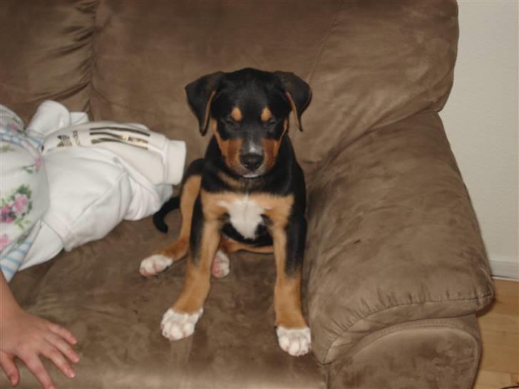 Blanding af racer dijanko - er jeg ikke dejlig? wuf billede 3