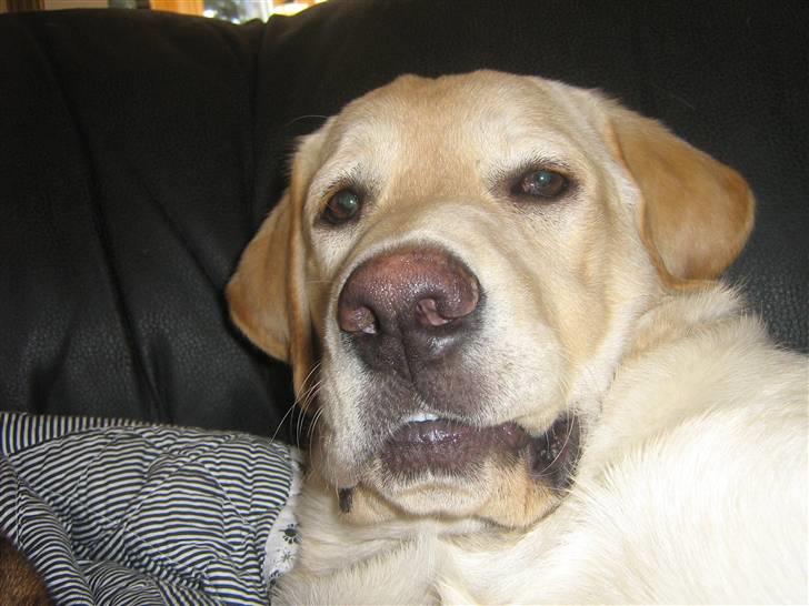 Labrador retriever Sofus Emil Bethoven  - Så grim kan jeg også være ;-P  billede 8