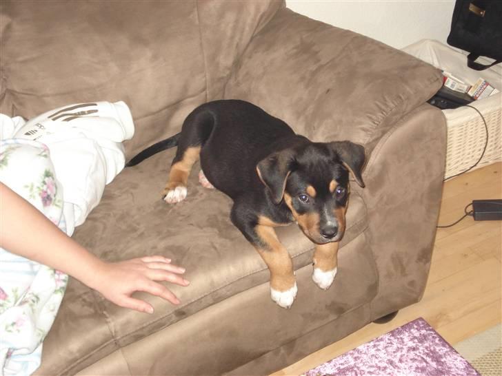 Blanding af racer dijanko - det er hårdt og være lille mig billede 4