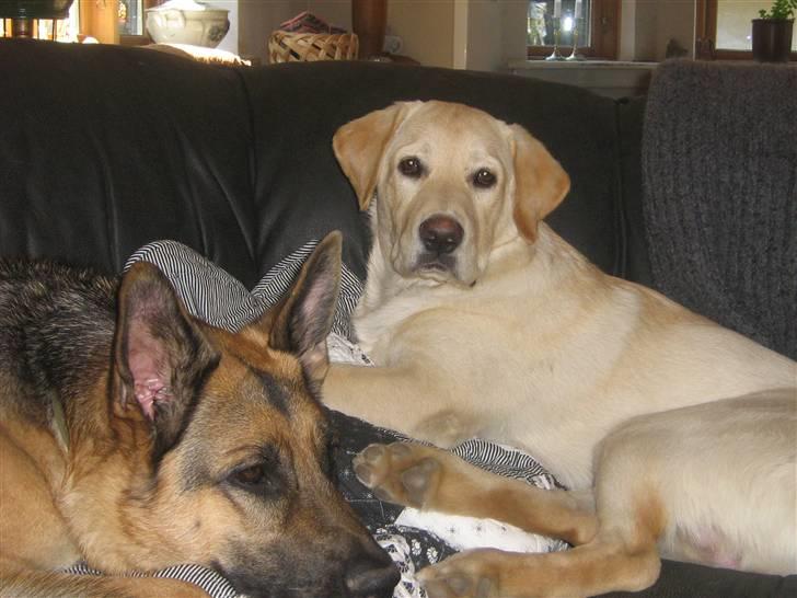 Labrador retriever Sofus Emil Bethoven  - Min storebror og jeg<3.  billede 9