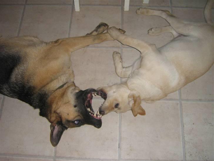 Labrador retriever Sofus Emil Bethoven  - Leger med min storebror.<3  billede 10