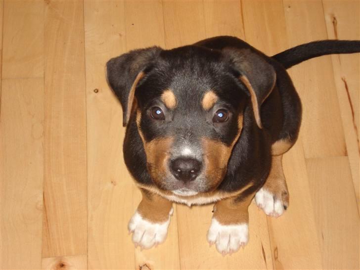 Blanding af racer dijanko - hvorfor blinker det fra den ting far har i hånden måske en godbid billede 5