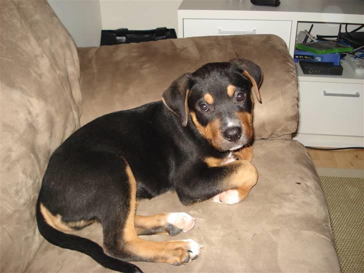 Blanding af racer dijanko - så ser jeg nutte ud igen billede 6