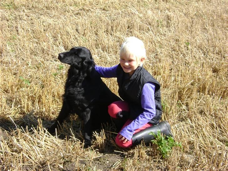 Flat coated retriever Aida  billede 6