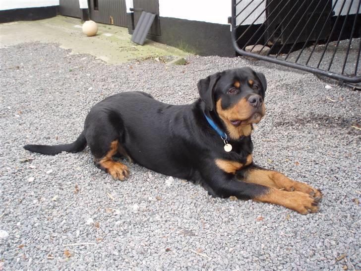 Rottweiler Xinka`s Calvin (Simba) billede 14