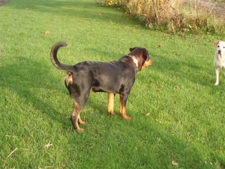 Rottweiler Xinka`s Calvin (Simba) billede 15