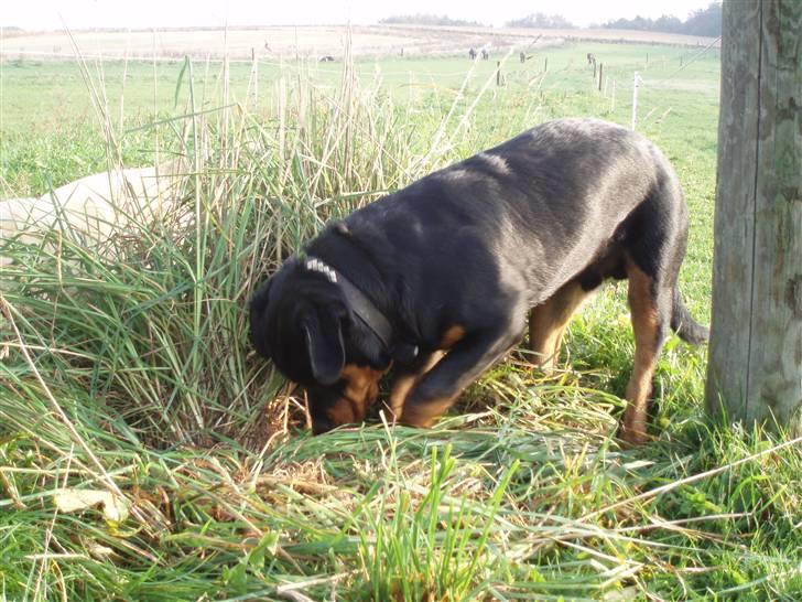 Rottweiler Xinka`s Calvin (Simba) billede 17