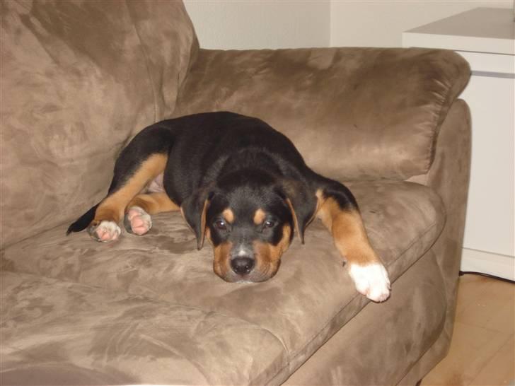 Blanding af racer dijanko - SOFAA wuf! billede 7