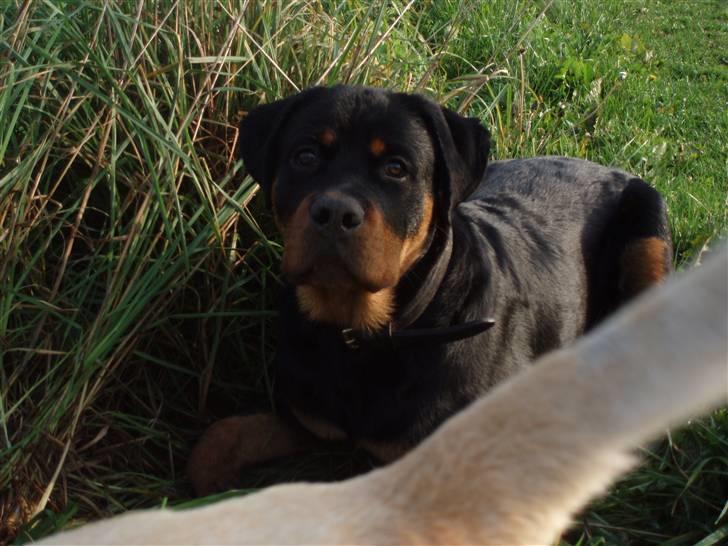 Rottweiler Xinka`s Calvin (Simba) billede 18