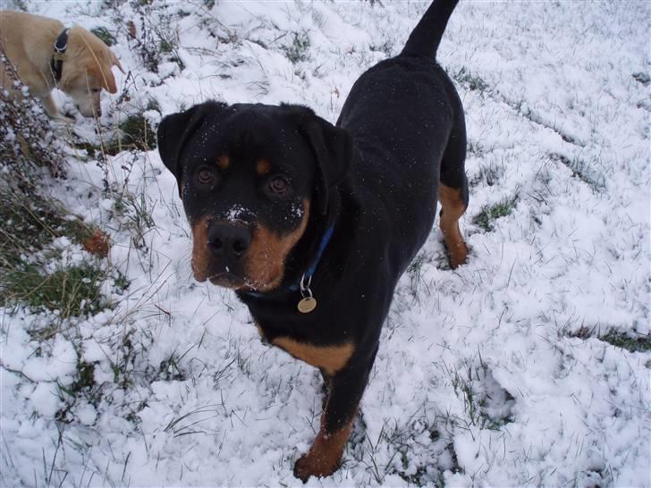 Rottweiler Xinka`s Calvin (Simba) billede 19