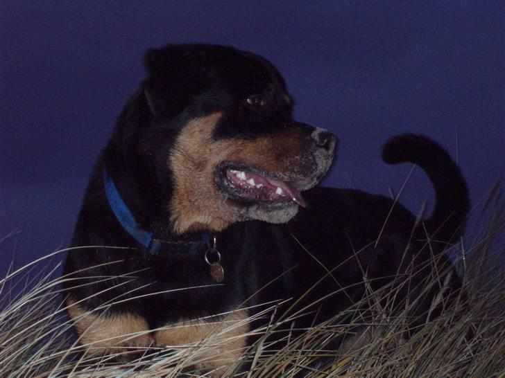 Rottweiler Xinka`s Calvin (Simba) - Er jeg ikke bare lidt for sød!!!!!!!!!!!!!!! billede 20