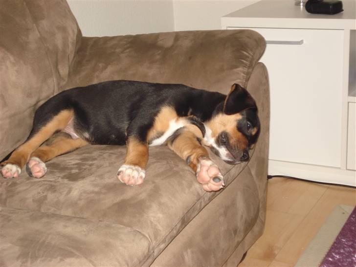 Blanding af racer dijanko - puha det er hårdt og være dejlig billede 8