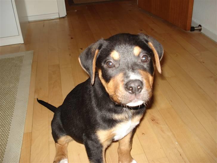 Blanding af racer dijanko - nu blinker det sku igen (jeg er bare fotogen wuf) billede 9