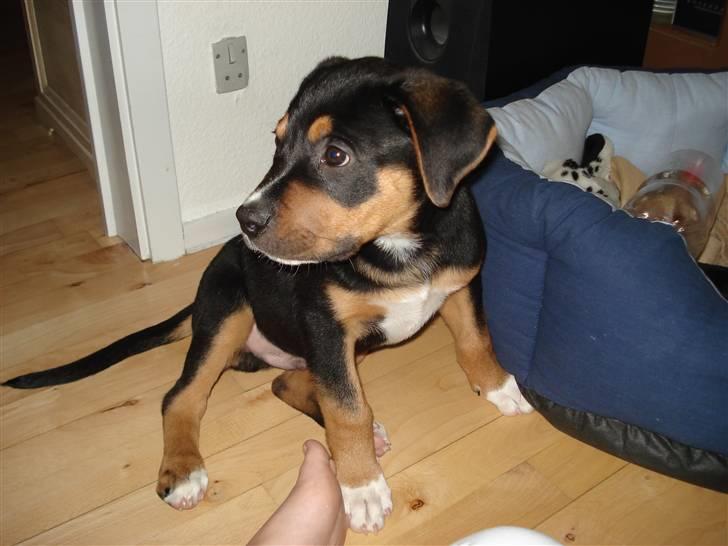 Blanding af racer dijanko - min seng wuf billede 10