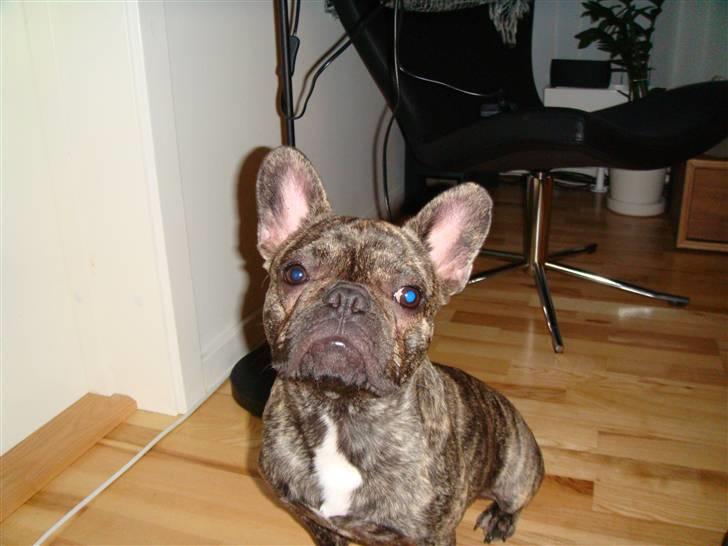 Fransk bulldog A La Coccios Rino (Eddy) billede 11