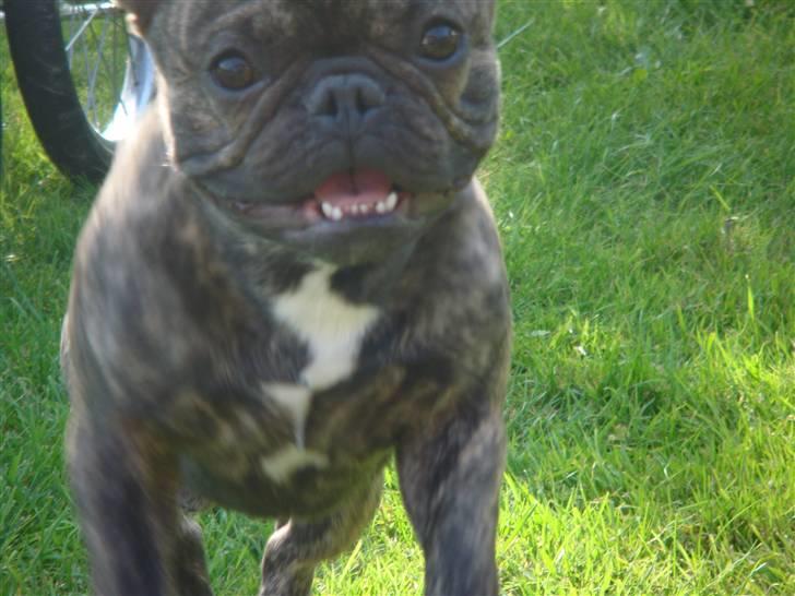 Fransk bulldog A La Coccios Rino (Eddy) billede 12