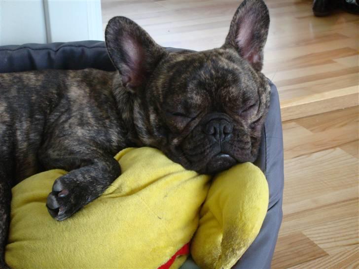 Fransk bulldog A La Coccios Rino (Eddy) billede 13