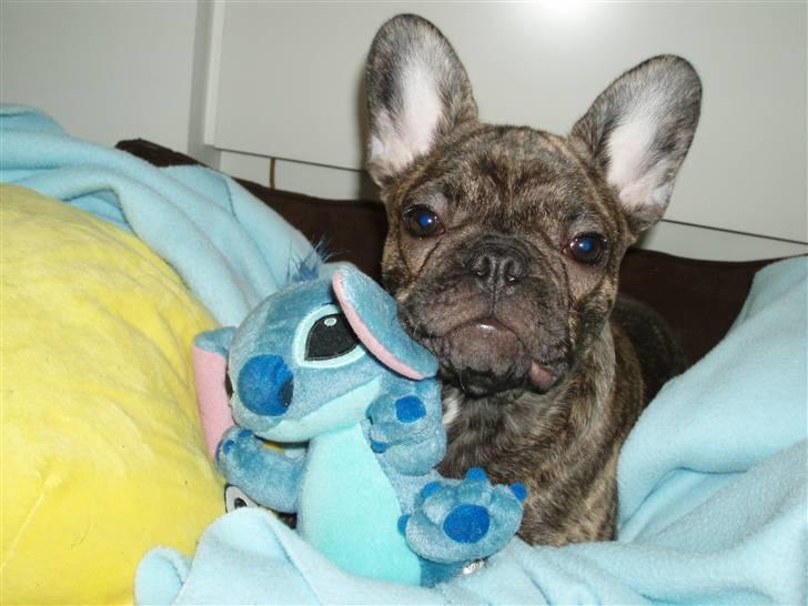 Fransk bulldog A La Coccios Rino (Eddy) billede 14