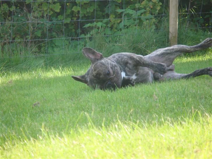 Fransk bulldog A La Coccios Rino (Eddy) billede 15