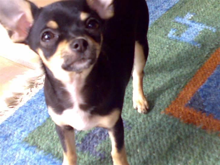 Chihuahua Lullu - her er jeg, navnet er Lullu, jeg er Fiffi´s halvsøster;) billede 1