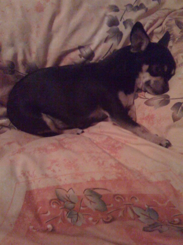 Chihuahua Lullu - tager lige en morfar;) billede 2