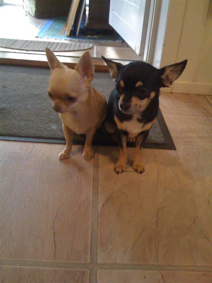 Chihuahua Lullu - venner for livet:) billede 3