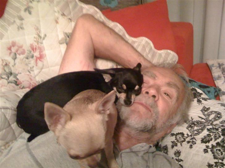 Chihuahua Lullu - uh skøn hovedpude;) billede 4