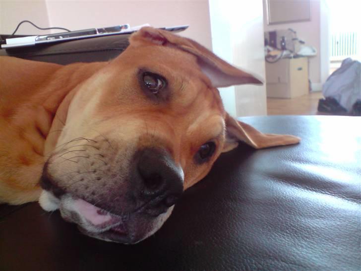 Mallorca Mastiff / Ca de Bou Alejo/Hector billede 12