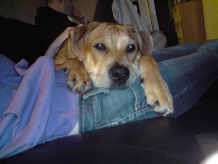 Mallorca Mastiff / Ca de Bou Alejo/Hector billede 13