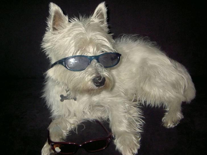 West highland white terrier yasmin billede 1