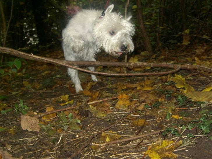 West highland white terrier yasmin billede 2