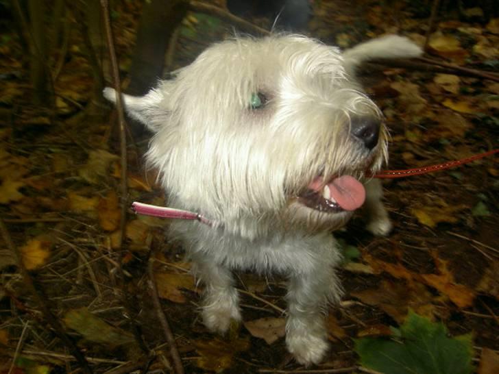 West highland white terrier yasmin billede 3