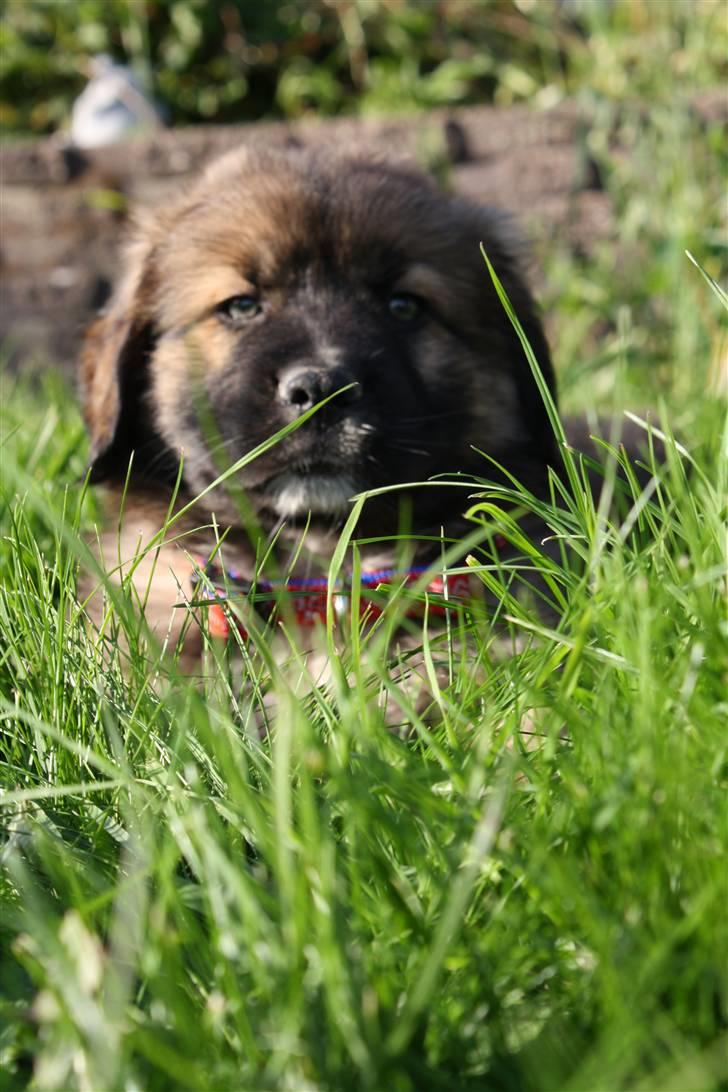 Blanding af racer Skt bernh./Rott.: Nikki - Her er vores lille Nikki. billede 1