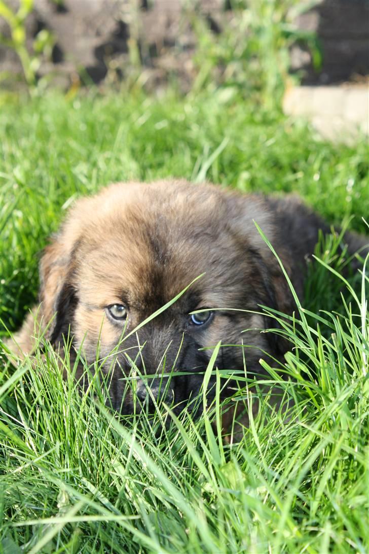 Blanding af racer Skt bernh./Rott.: Nikki billede 2