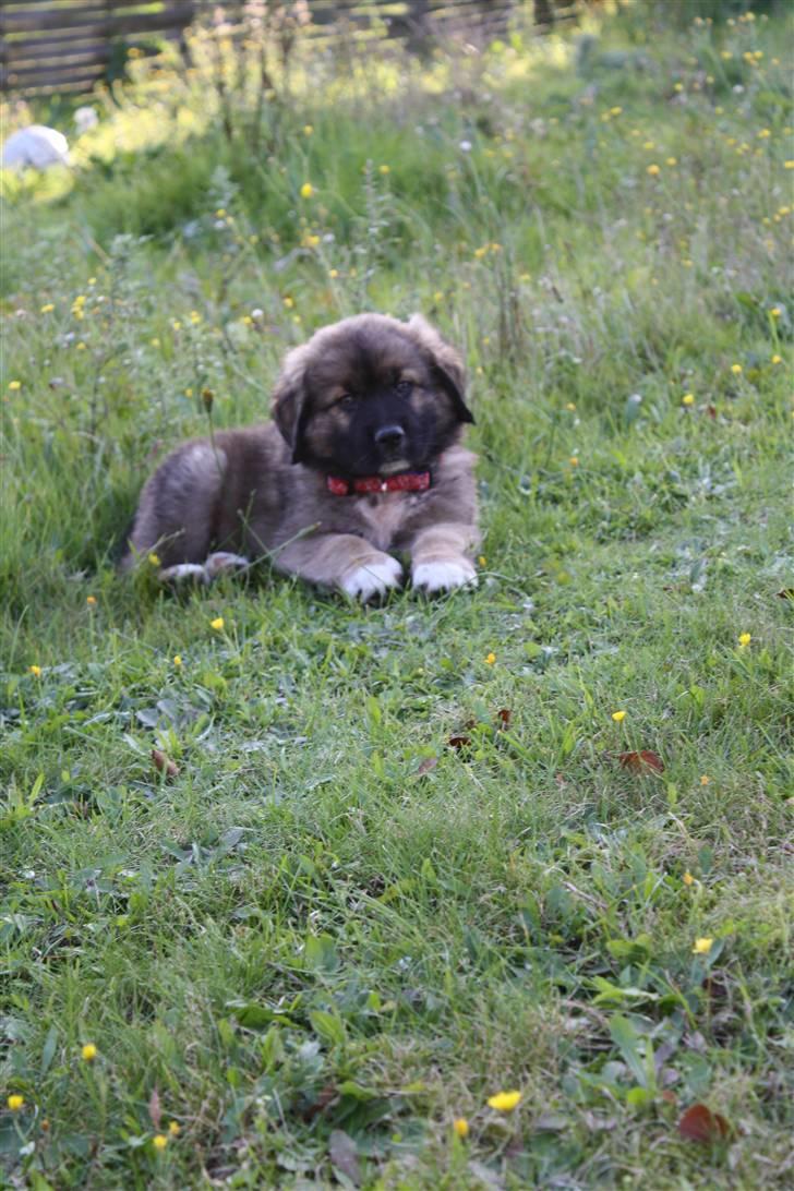 Blanding af racer Skt bernh./Rott.: Nikki billede 3