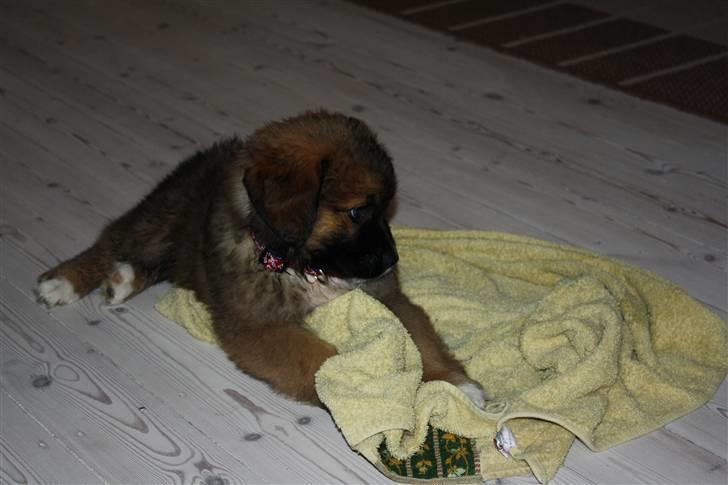 Blanding af racer Skt bernh./Rott.: Nikki billede 4