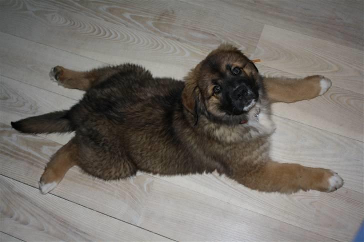 Blanding af racer Skt bernh./Rott.: Nikki billede 5