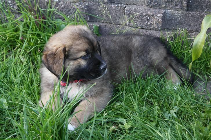 Blanding af racer Skt bernh./Rott.: Nikki billede 6