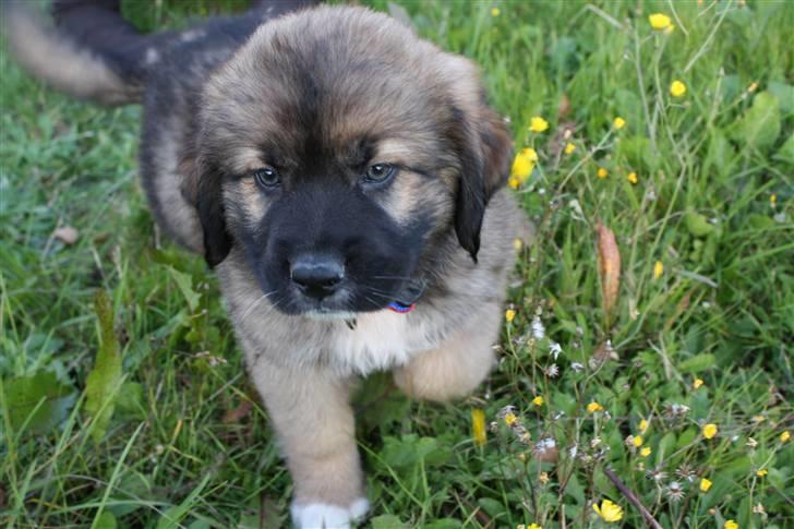 Blanding af racer Skt bernh./Rott.: Nikki billede 7