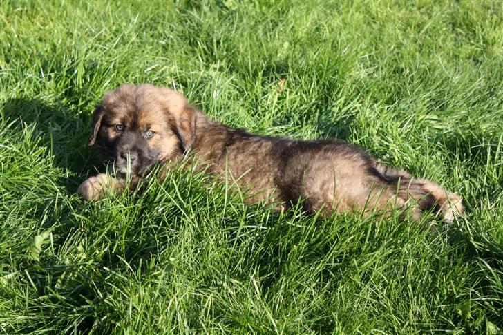 Blanding af racer Skt bernh./Rott.: Nikki billede 8