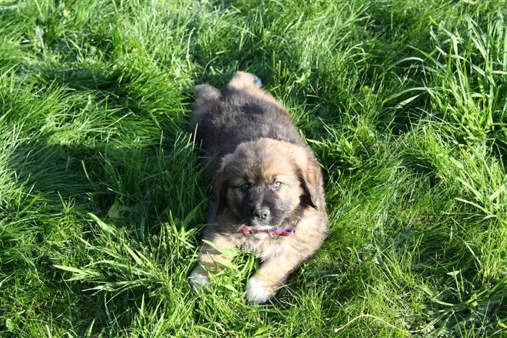 Blanding af racer Skt bernh./Rott.: Nikki billede 9