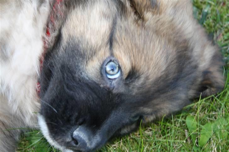 Blanding af racer Skt bernh./Rott.: Nikki billede 10