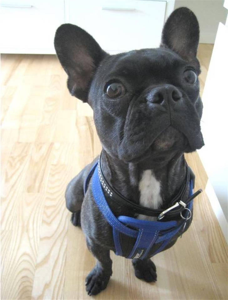Fransk bulldog Thorkild billede 7