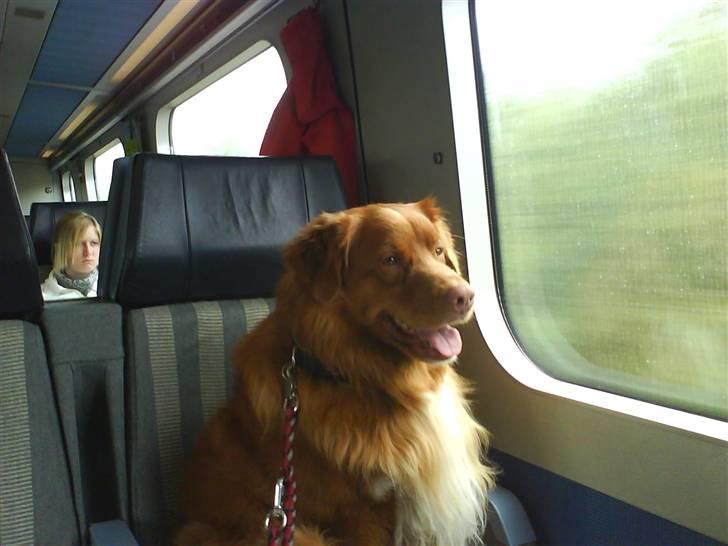 Nova scotia duck tolling retriever Gandalf (2003-2010) - Gandalf mener at han skal sidde på sædet i toget billede 1